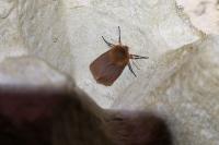 Phragmatobia fuliginosa