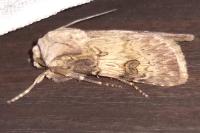 Agrotis puta