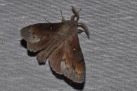 Dendrolimus pini pini