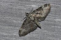 Pasiphila rectangulata