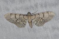 Eupithecia venosata/schiefereri