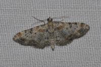 Eupithecia linariata/pulchellata/pyreneata