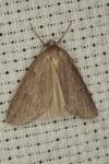 Pachycnemia hippocastanaria hippocastanaria