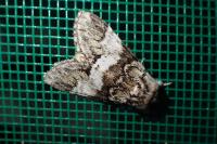Drymonia dodonaea