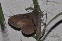 Dendrolimus pini pini