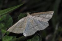 Petrophora chlorosata