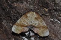 Plagodis dolabraria