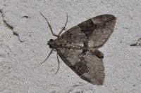 Thera britannica/variata