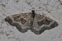 Epirrhoe alternata