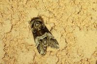 Drymonia dodonaea