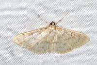 Patania ruralis