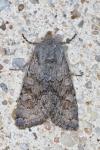 Aporophyla lueneburgensis