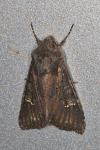 Aporophyla nigra