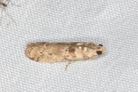 Ancylosis oblitella