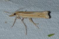 Ancylolomia tentaculella