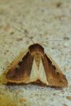 Ochropleura plecta