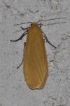 Wittia sororcula