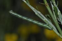 Chesias legatella