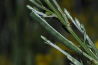 Chesias legatella
