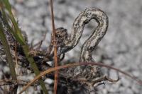 Peribatodes rhomboidaria rhomboidaria