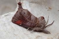 Clostera pigra