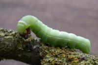 Asteroscopus sphinx