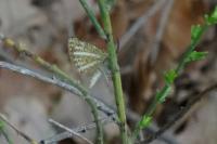 Isturgia limbaria delimbaria