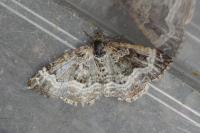 Epirrhoe alternata