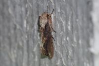 Egira conspicillaris
