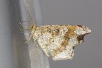 Macaria alternata