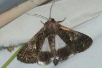 Aedia leucomelas