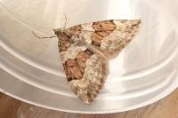 Thera variata
