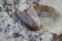 Mythimna albipuncta