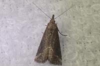 Schrankia