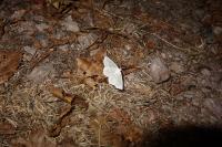 Campaea margaritaria