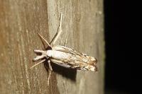 Catoptria falsella