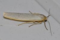 Eilema caniola