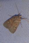 Xestia xanthographa