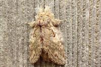 Peridea anceps