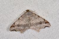Macaria alternata