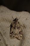 Eudonia delunella