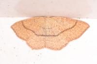 Cyclophora ruficiliaria