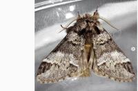 Drymonia dodonaea