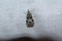 Eudonia delunella