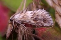 Cynaeda dentalis