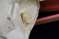 Charanyca trigrammica