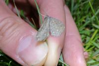 Scopula immorata