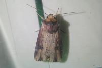 Axylia putris
