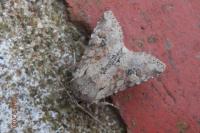 Apamea sordens