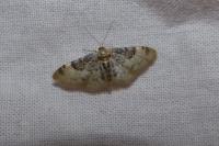 Idaea filicata